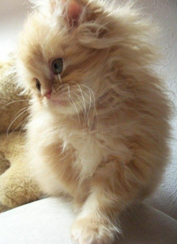 Пушистые кошки