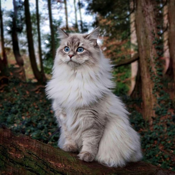 Пушистые кошки