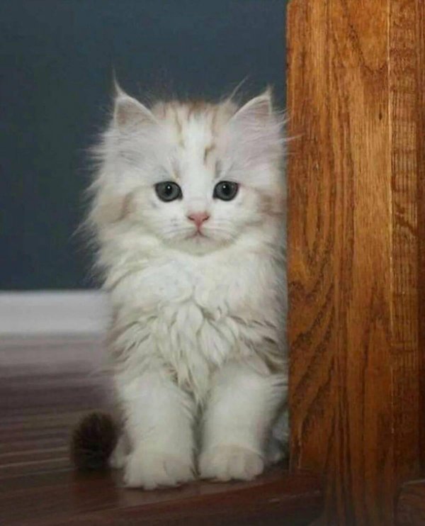 Пушистые кошки