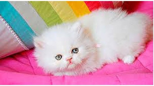 Пушистые кошки