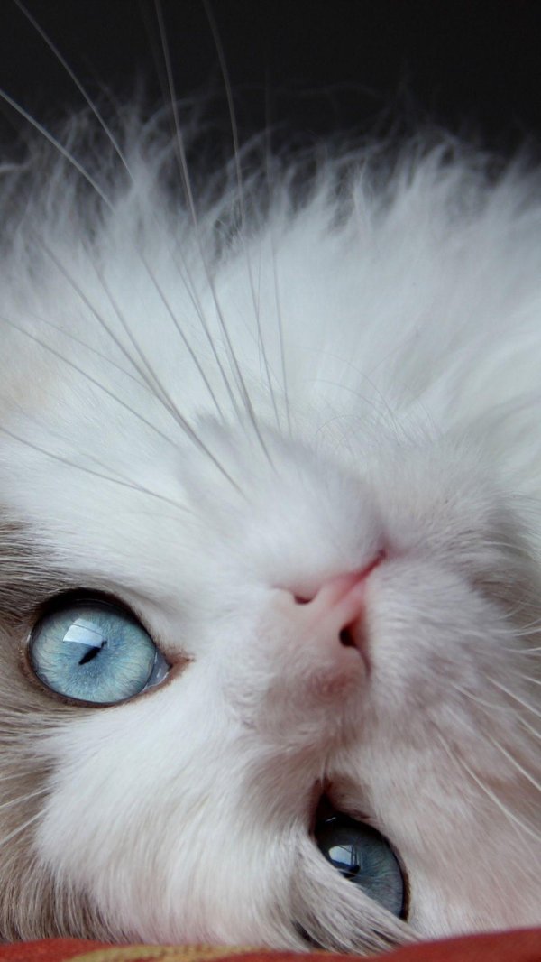 Пушистые кошки