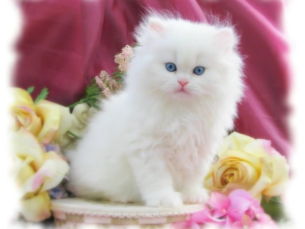 Пушистые кошки