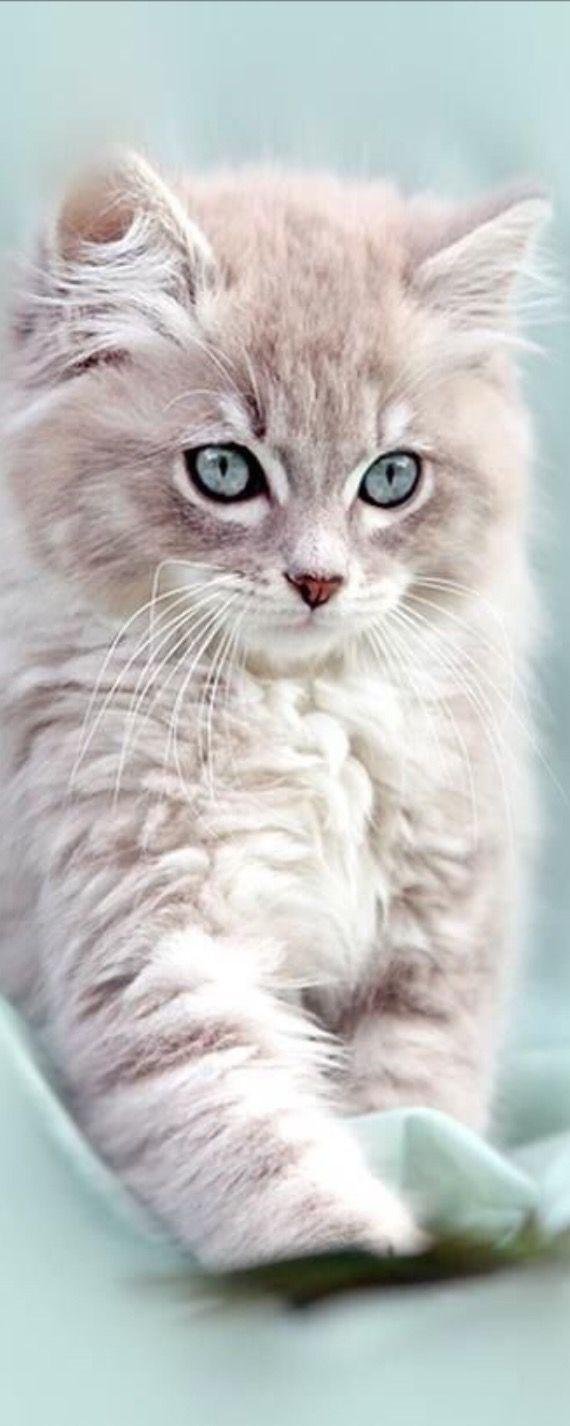 Пушистые кошки