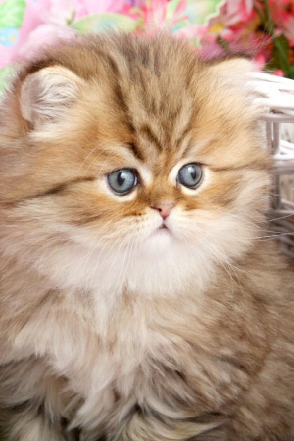 Пушистые кошки