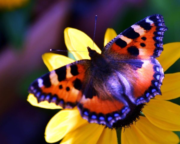 Бабочки яркие