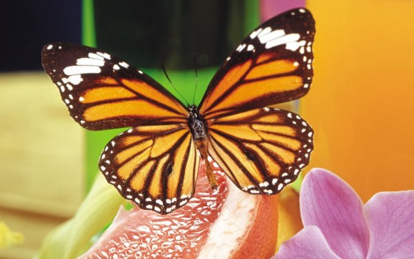 Бабочки яркие