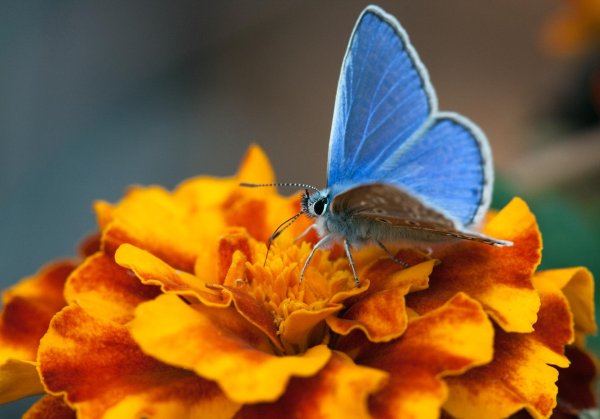 Бабочки яркие