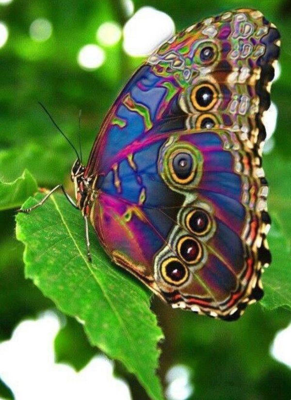 Бабочки яркие