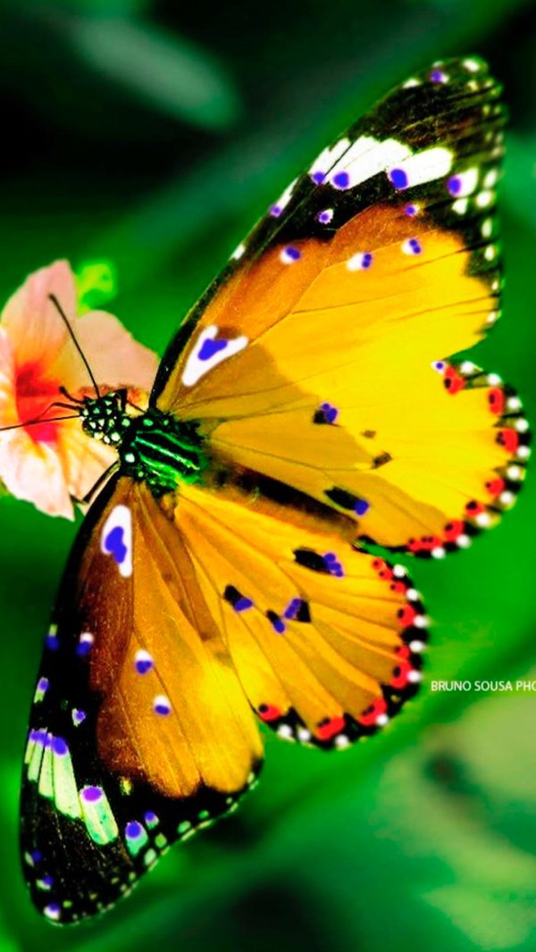 Бабочки яркие