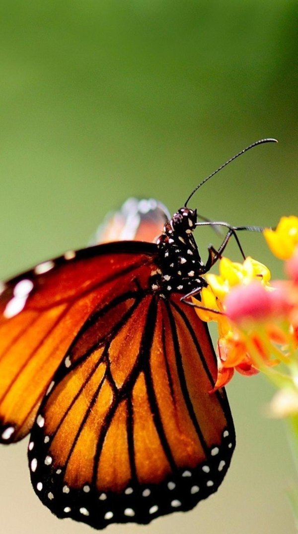 Бабочки яркие