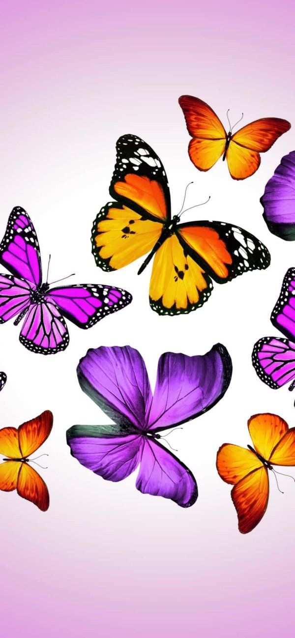 Бабочки яркие