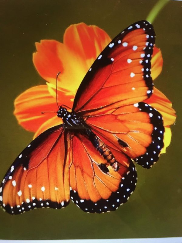 Бабочки яркие