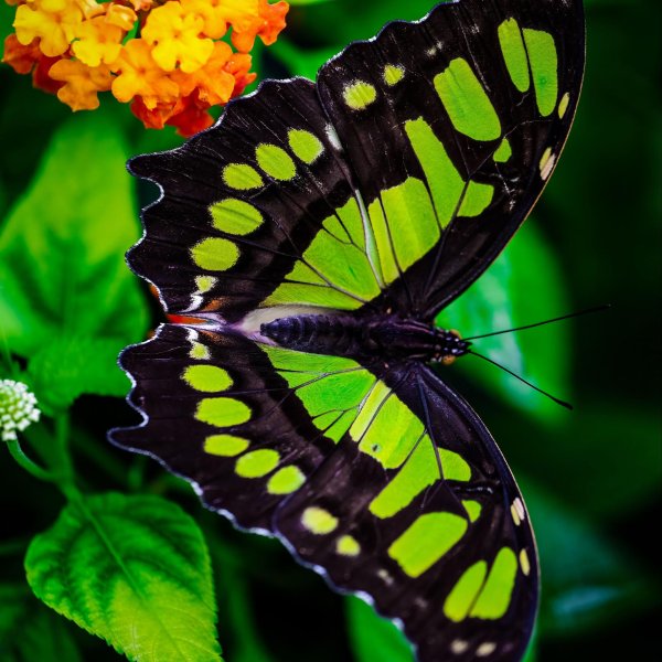 Бабочки яркие