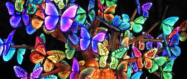 Бабочки яркие