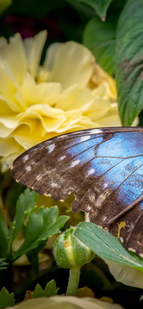 Бабочки яркие