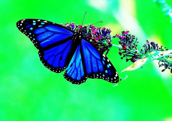 Бабочки яркие