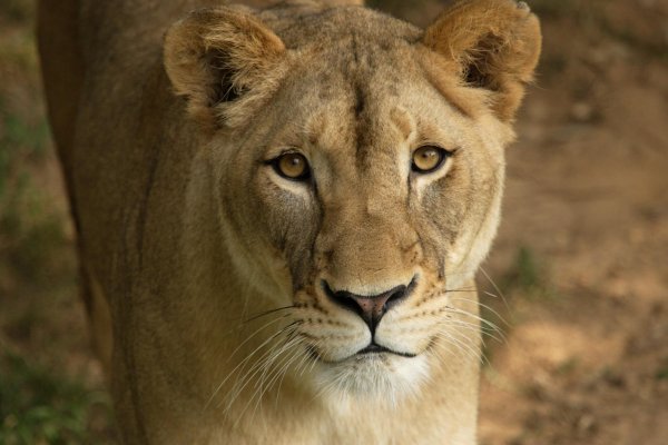 Самые львицы