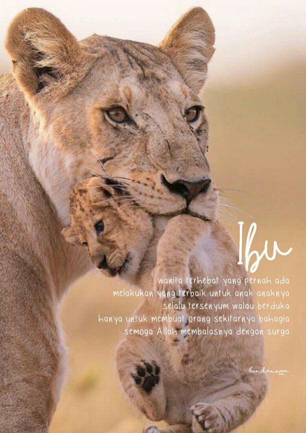 Самые львицы