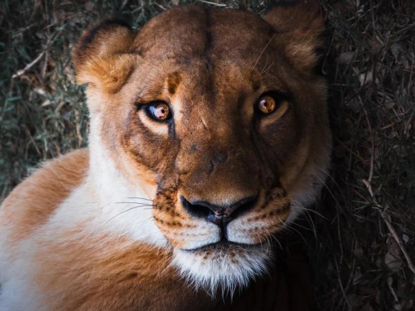 Самые львицы