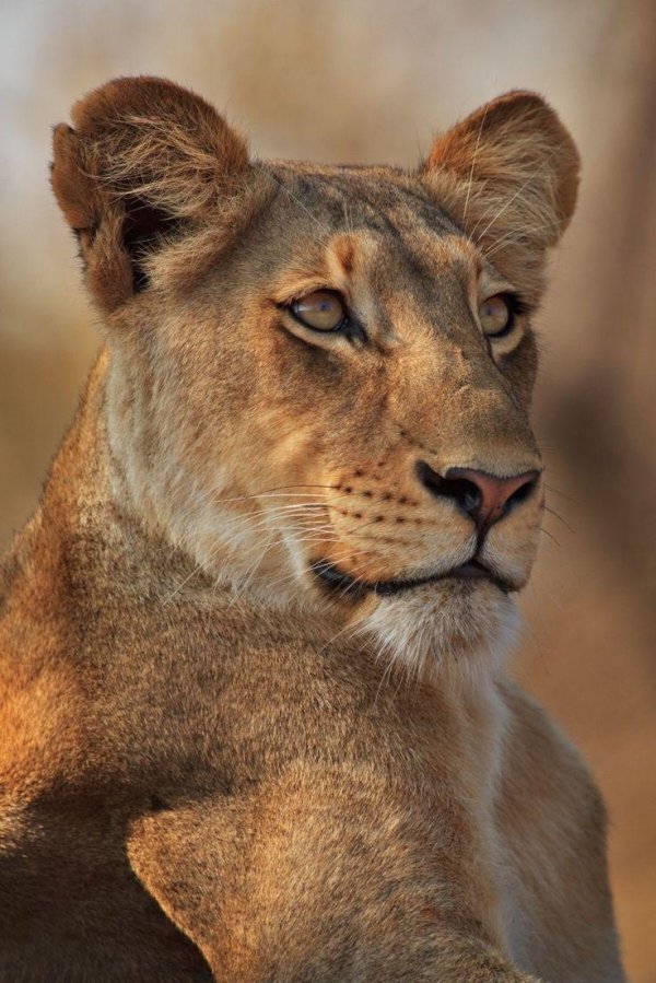 Самые львицы