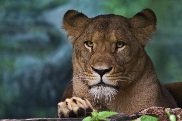 Самые львицы