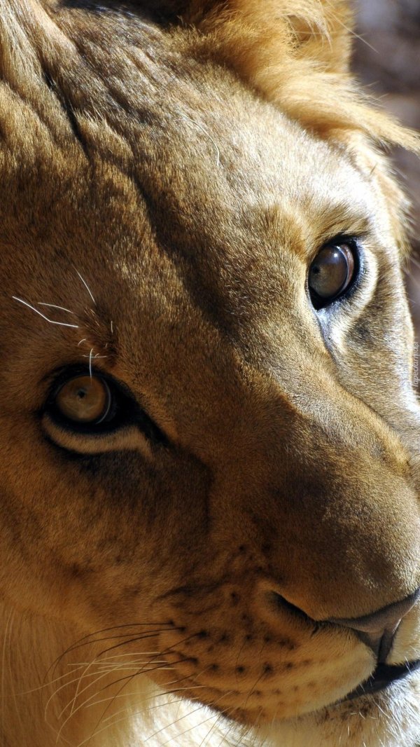 Самые львицы