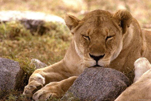 Самые львицы