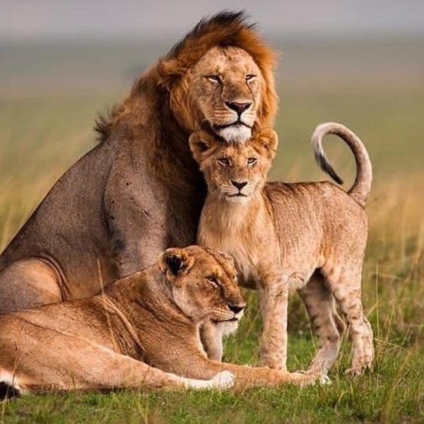 Самые львицы