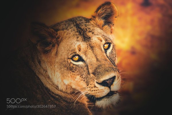 Самые львицы