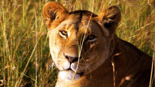 Самые львицы