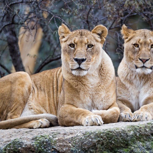 Самые львицы