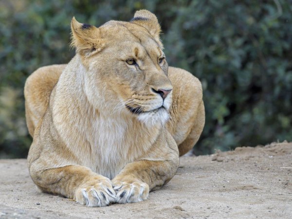 Самые львицы