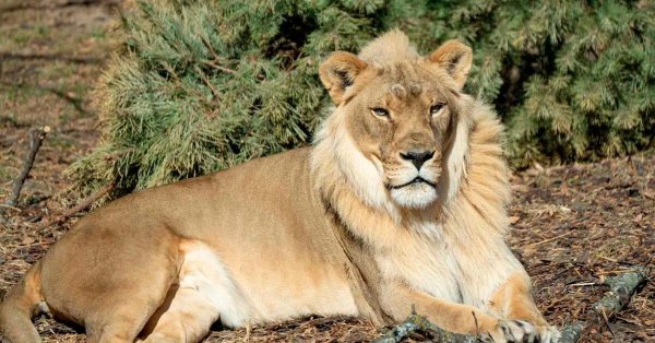 Самые львицы