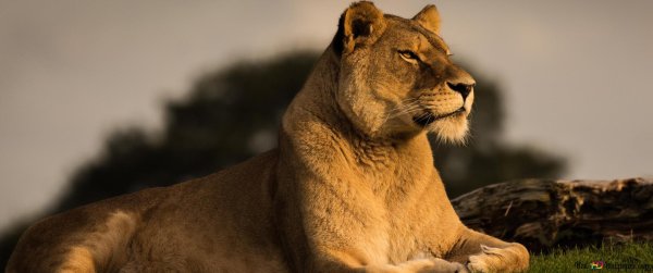 Самые львицы