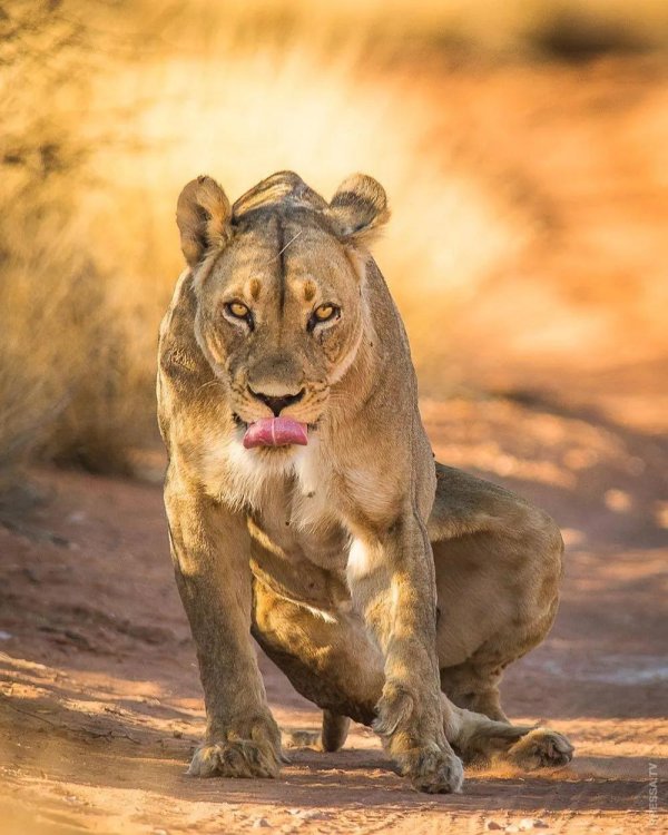 Самые львицы