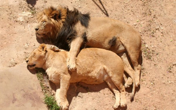 Самые львицы