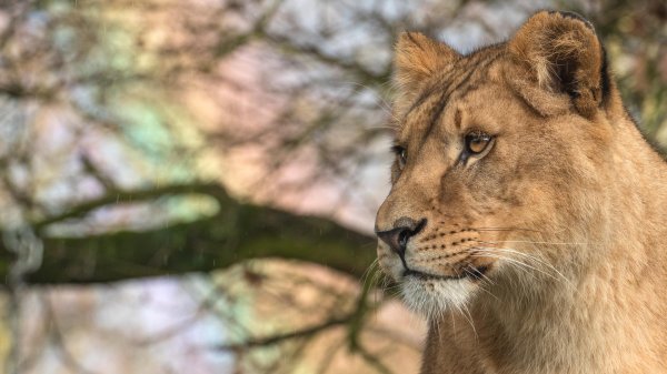 Самые львицы