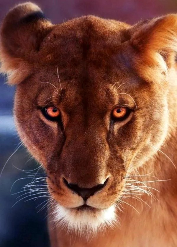 Самые львицы