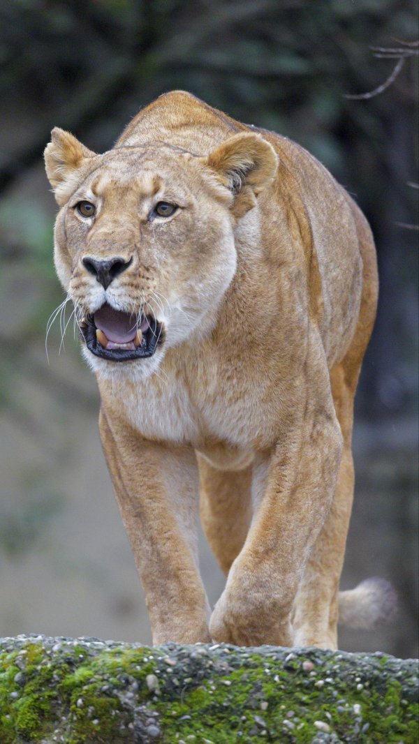 Самые львицы