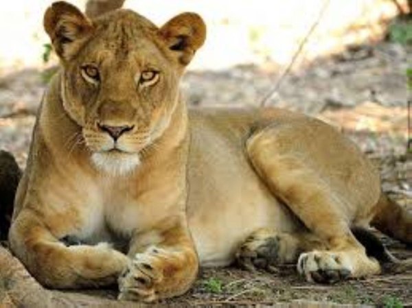 Самые львицы