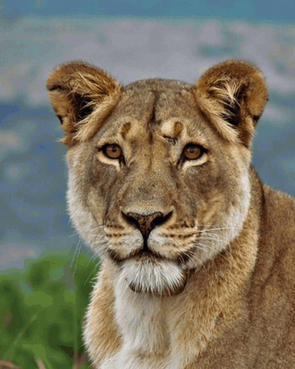 Самые львицы