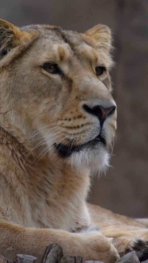 Самые львицы