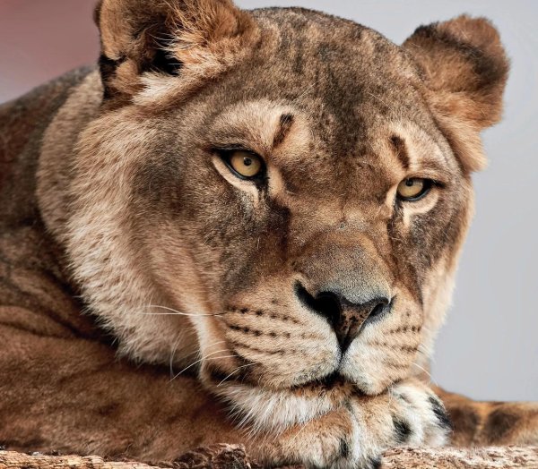 Самые львицы