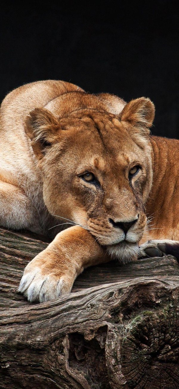 Самые львицы