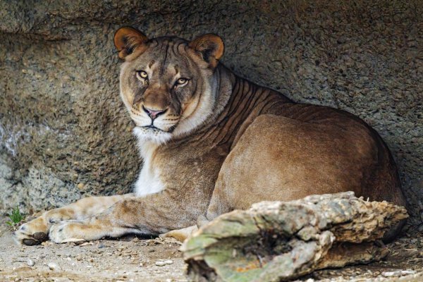 Самые львицы