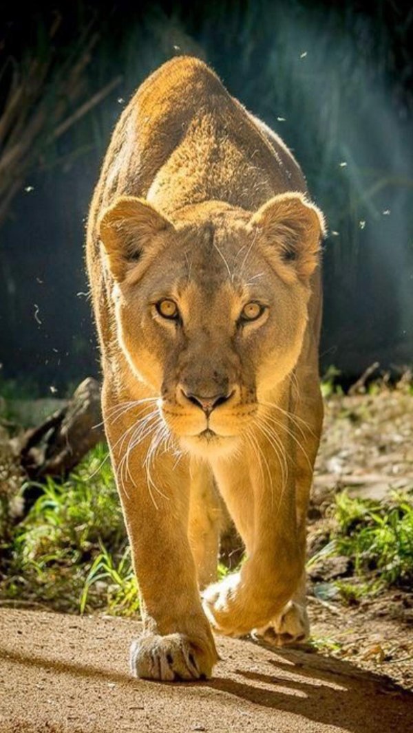 Самые львицы