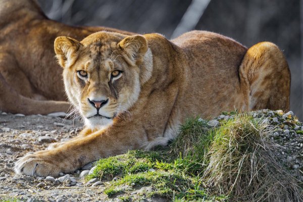 Самые львицы