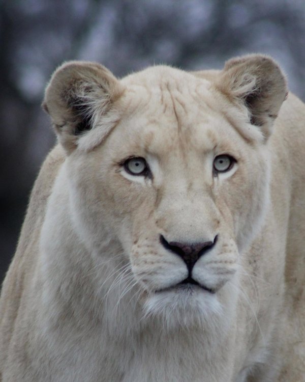 Самые львицы