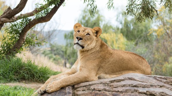 Самые львицы