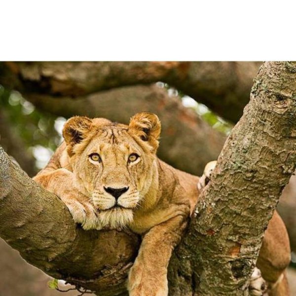 Самые львицы